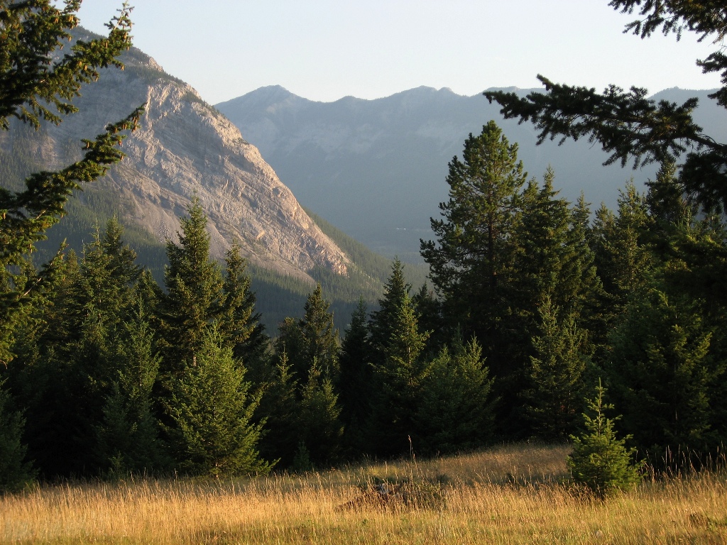 golden grass (HooDoos) \n (Click for next picture)