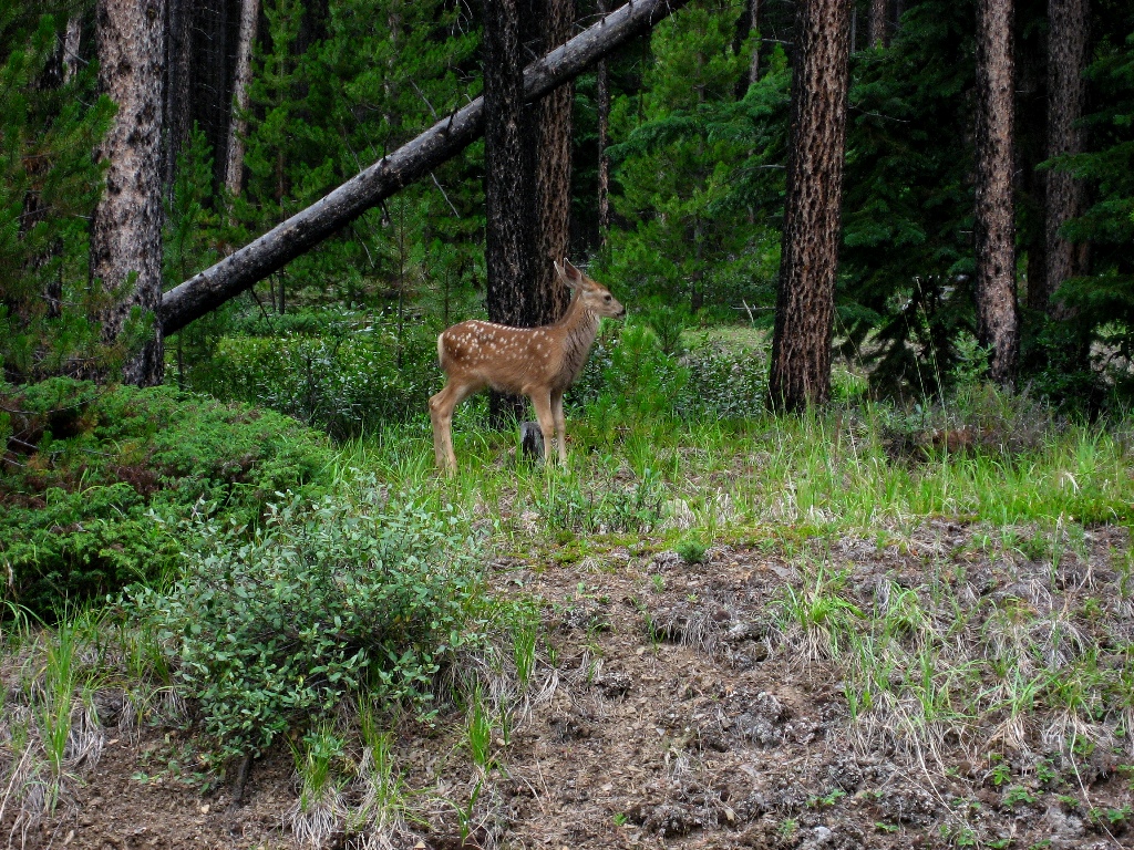 fawn \n (Click for next picture)