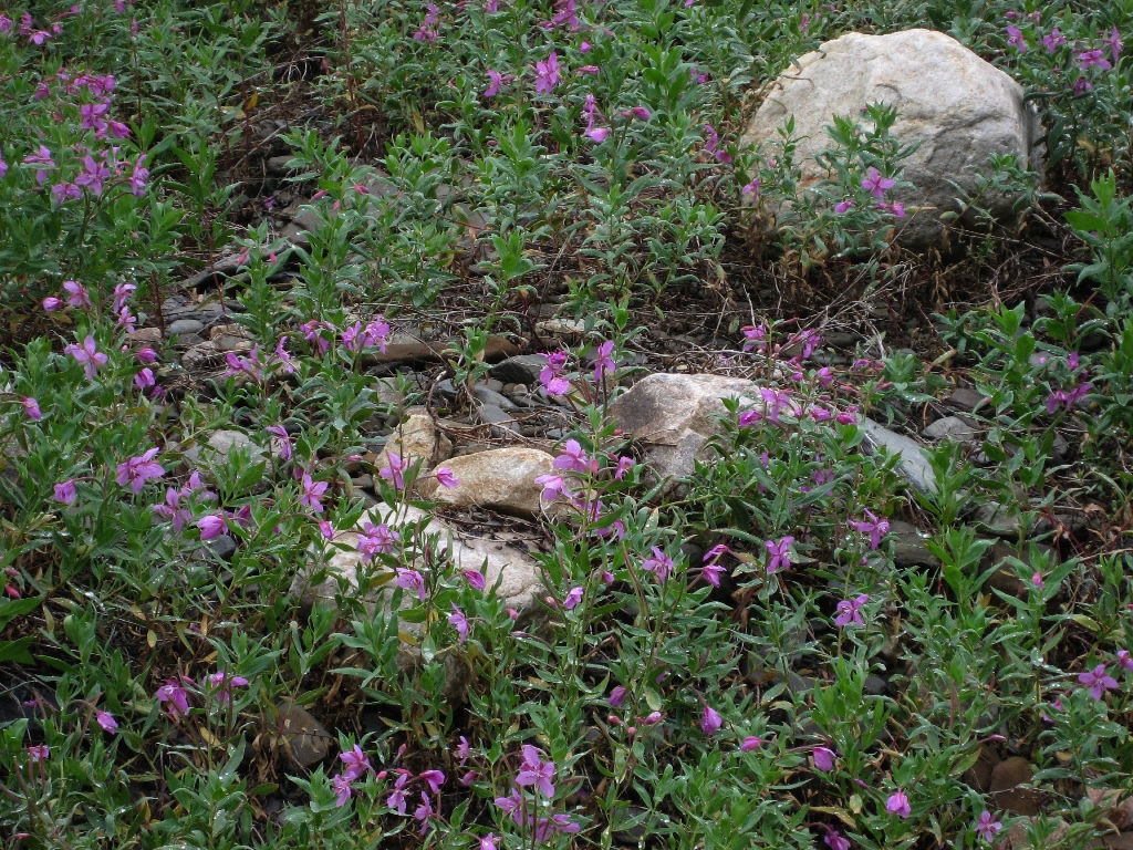 purple flowers \n (Click for next picture)