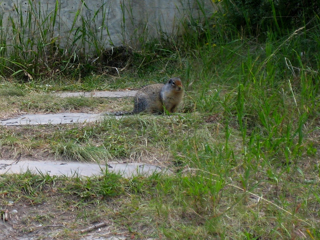 marmot \n (Click for next picture)