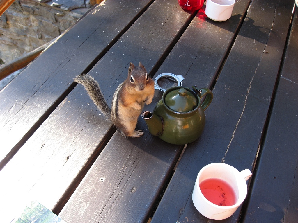 ground squirrel \n (Click for next picture)