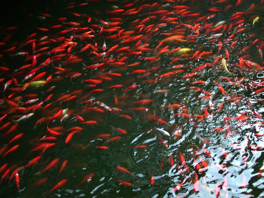 Yuyuan Garden, Shanghai \n (Click for next picture)