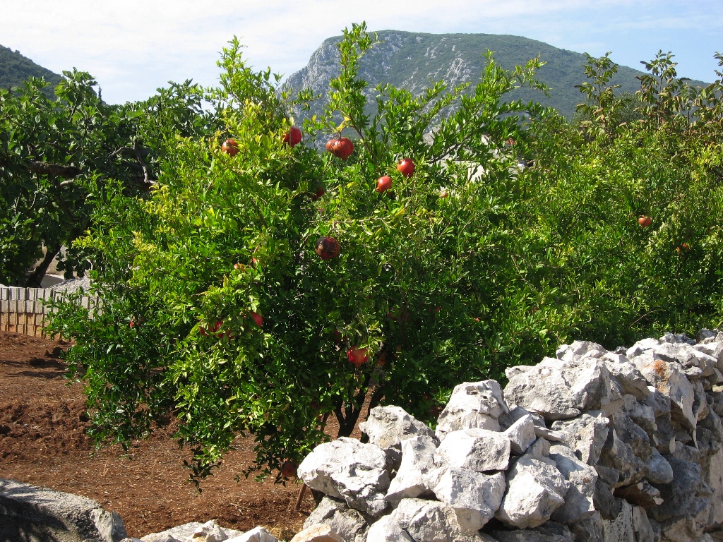 Pomegranates \n (Click for next picture)